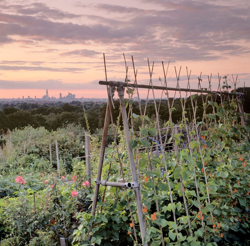 Beans and the City. Allotments, 2009.