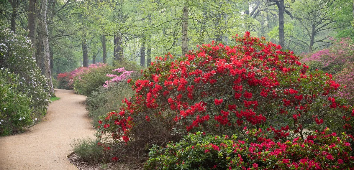 Red-Camellia-and-Morning-Haze.jpg