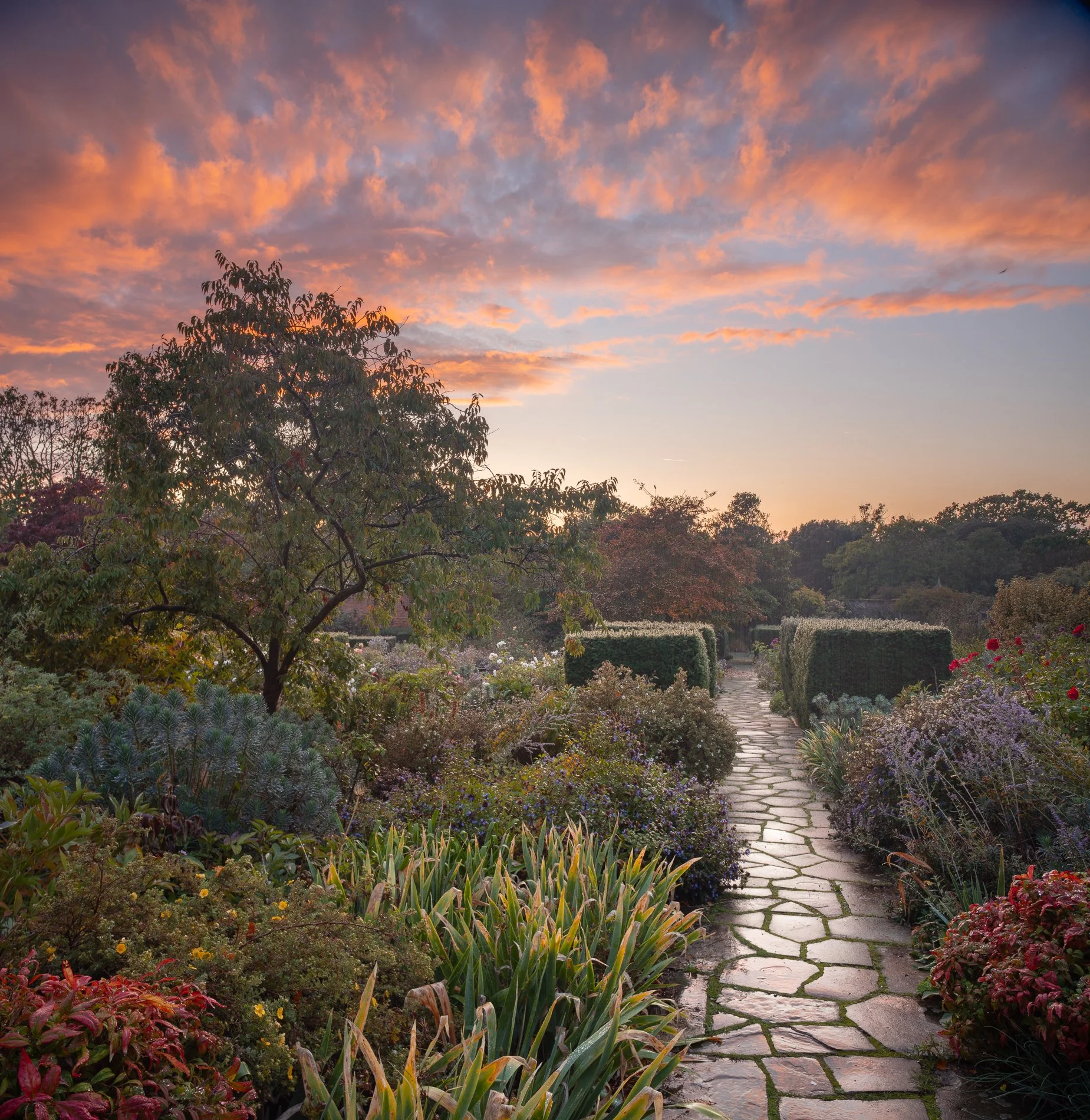 A Rose Garden: A Rose in Red. Brockwell Park, September 2025. Richmond Park Field Camera 
