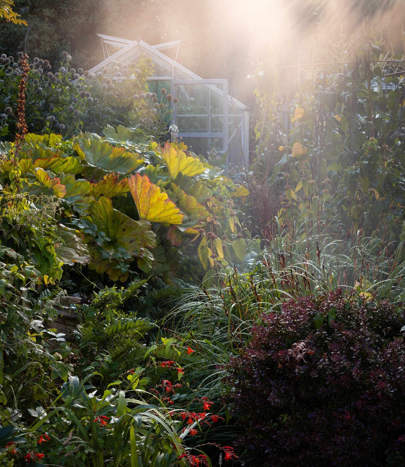 A Rose Garden: Evening Mist over Greenhouse. Private Garden, Herefordshire, August 2025. Richmond Park Field Camera