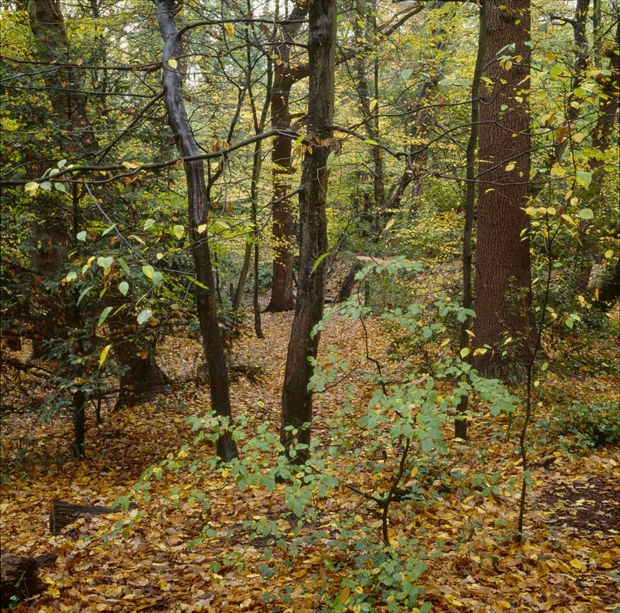 Autumn Colours in the Wet Woods. Dulwich Wood, 2011