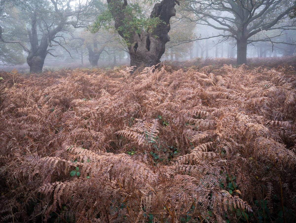 Autumn Bracken, High Wood.JPG