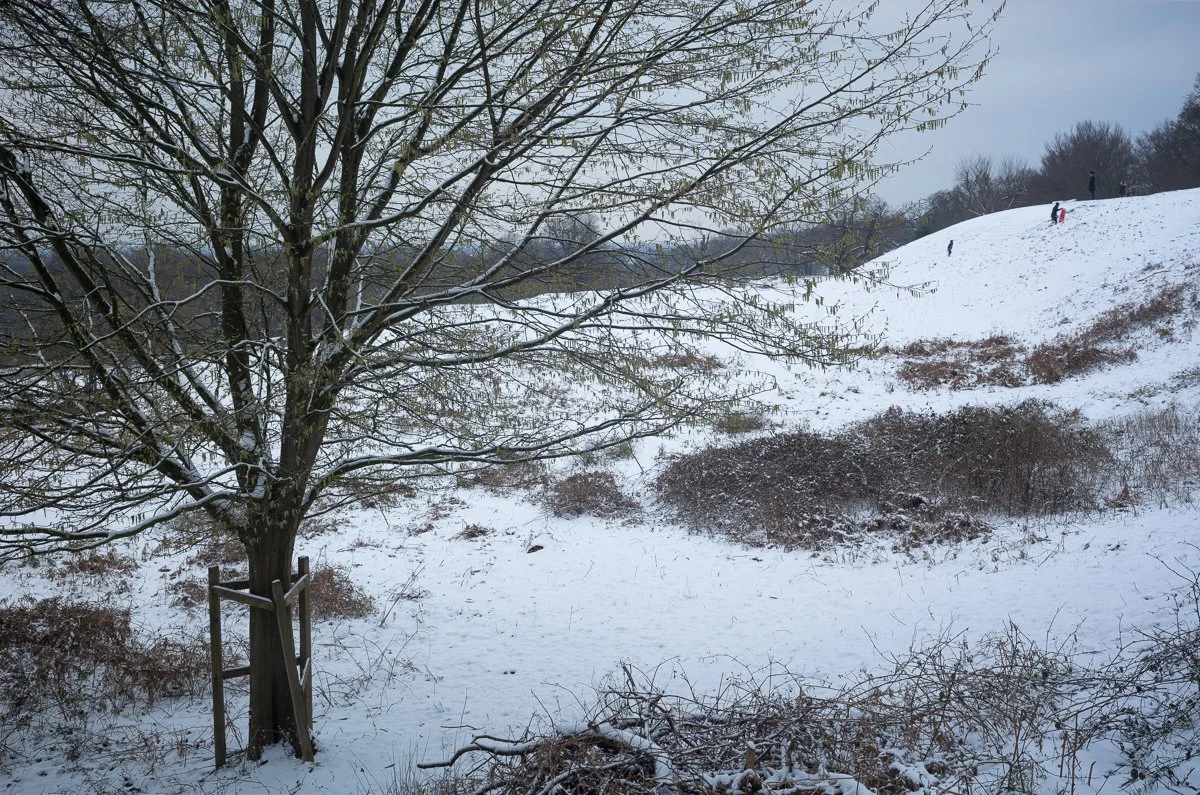 Catkins and Sledgers, near Thatched House Lodge. 2018