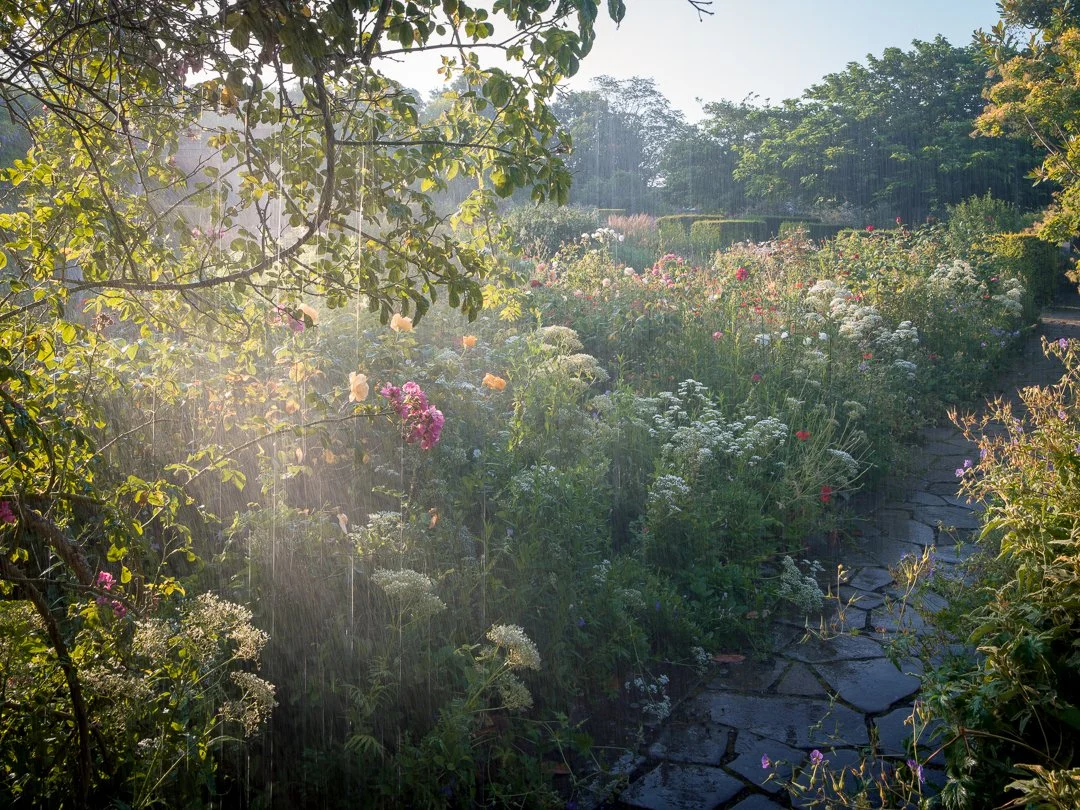 A Rose Garden: A Rose Bed and Stone Path. Brockwell Park, June 2026. Richmond Park Field Camera