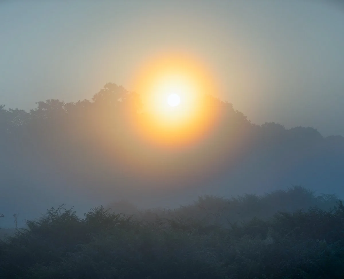 Corona Rising, Summer Dawn.JPG