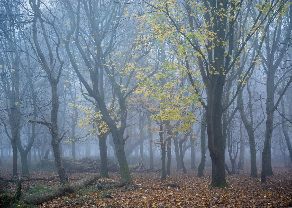 Autumn Leaves, Awaiting Winter.JPG