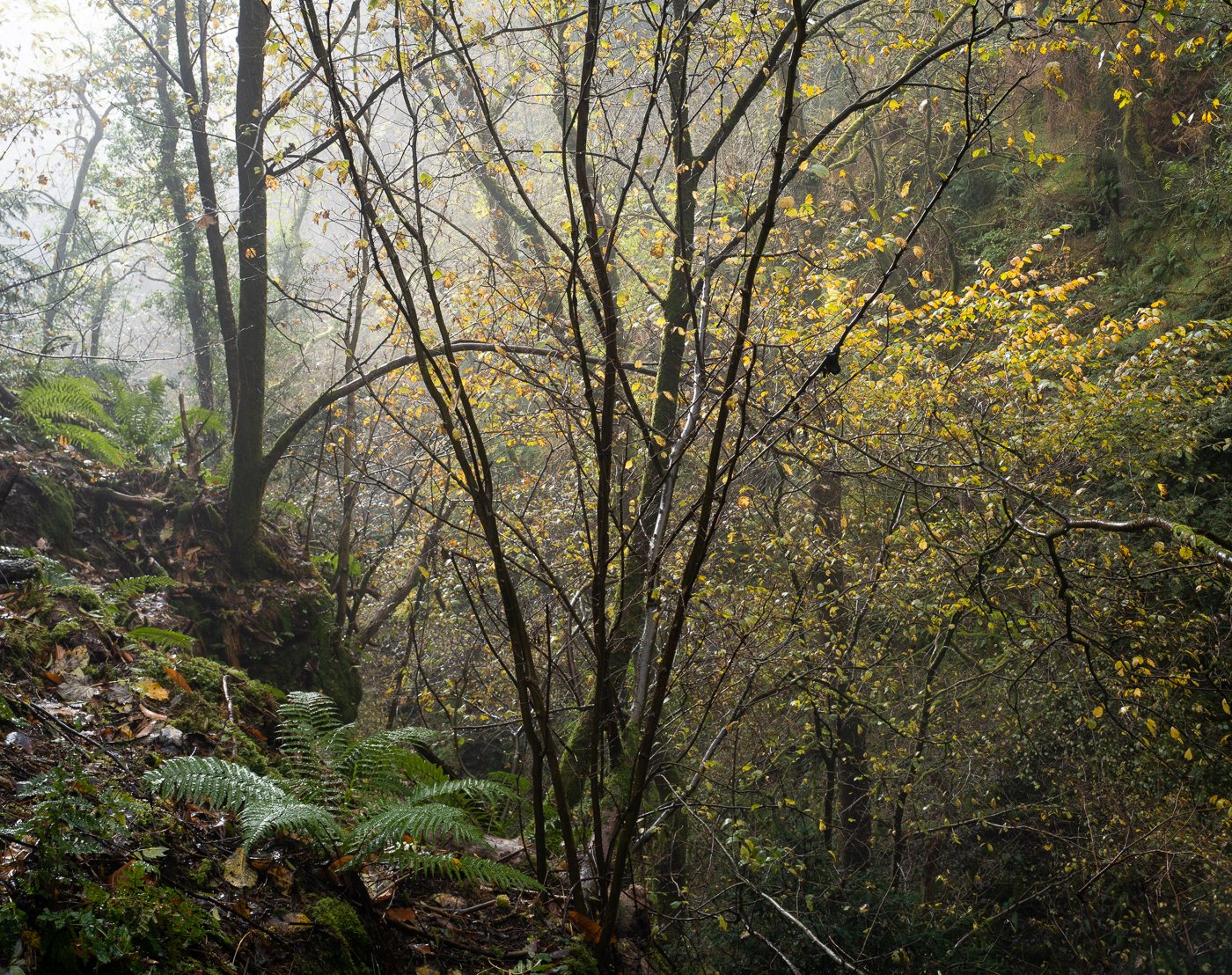 Sunlight in the Clouds, Autumn Woods.jpg