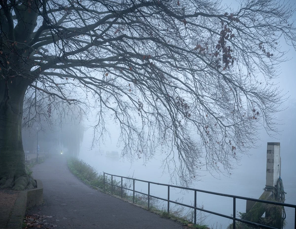 Arching Beech and Tow Path.JPG