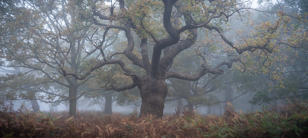 Oaktopus, High Wood