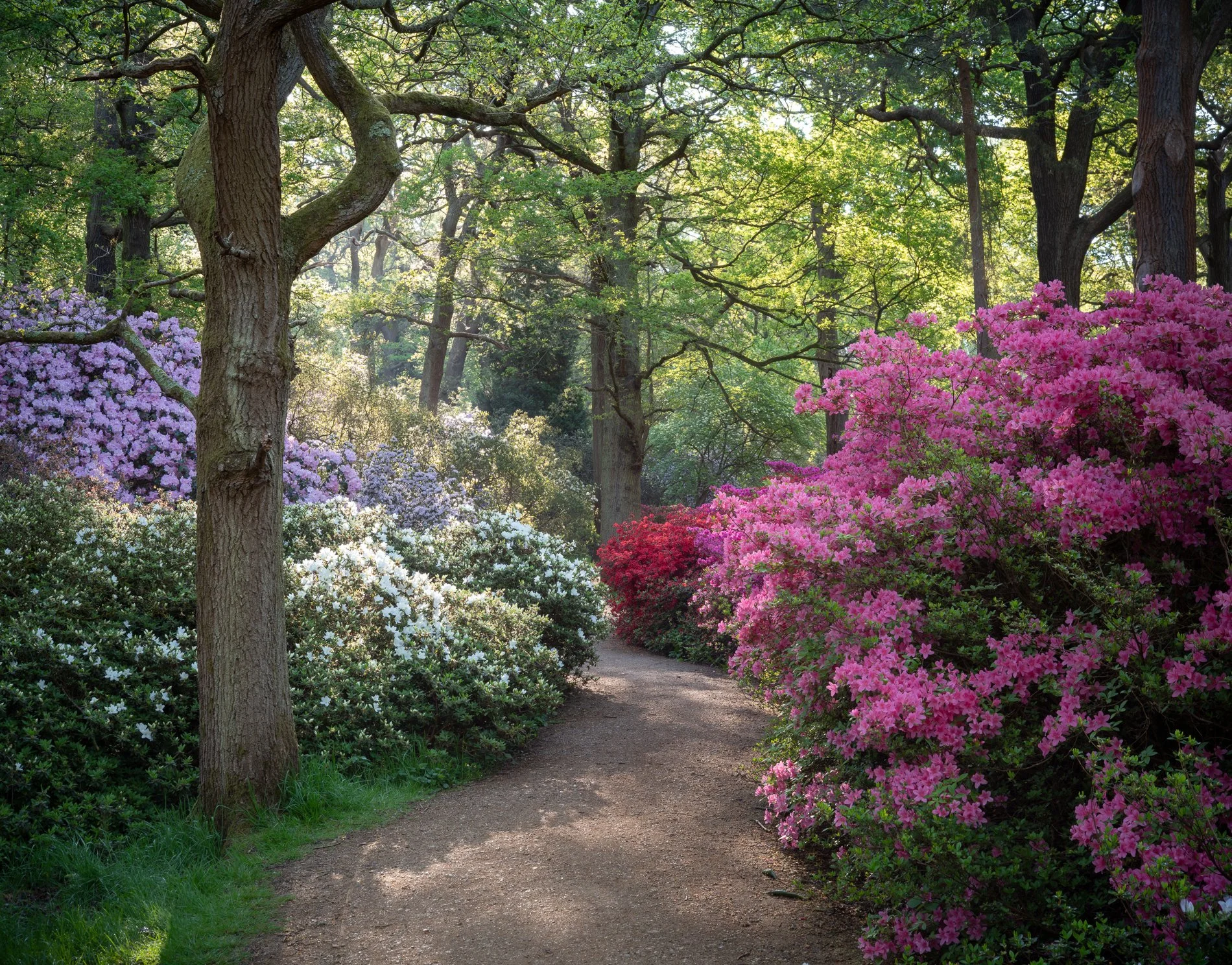 Path of Light and Colour .jpg