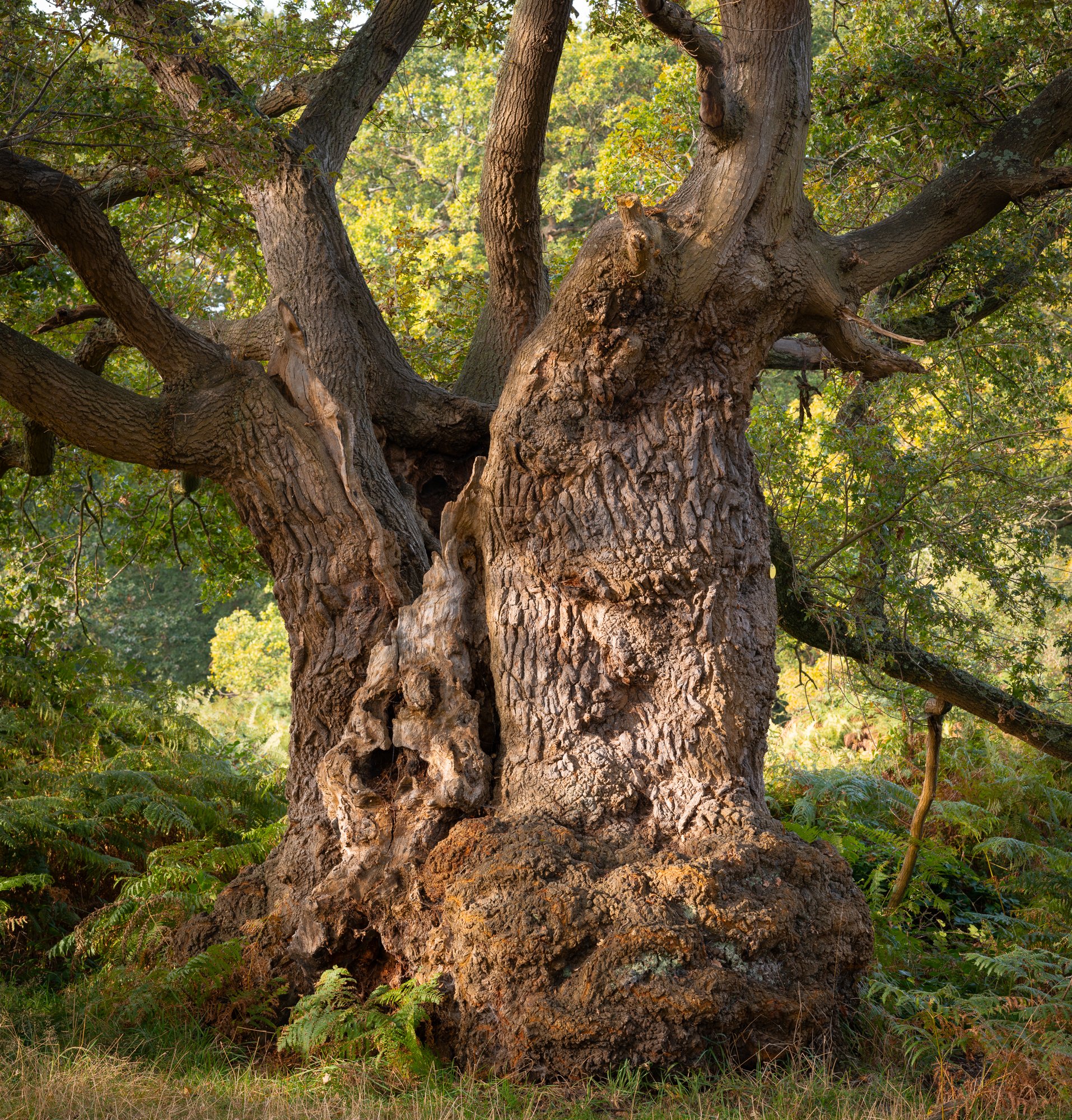 Conduit Veteran, Early October. Richmond Park Field Camera, 2023