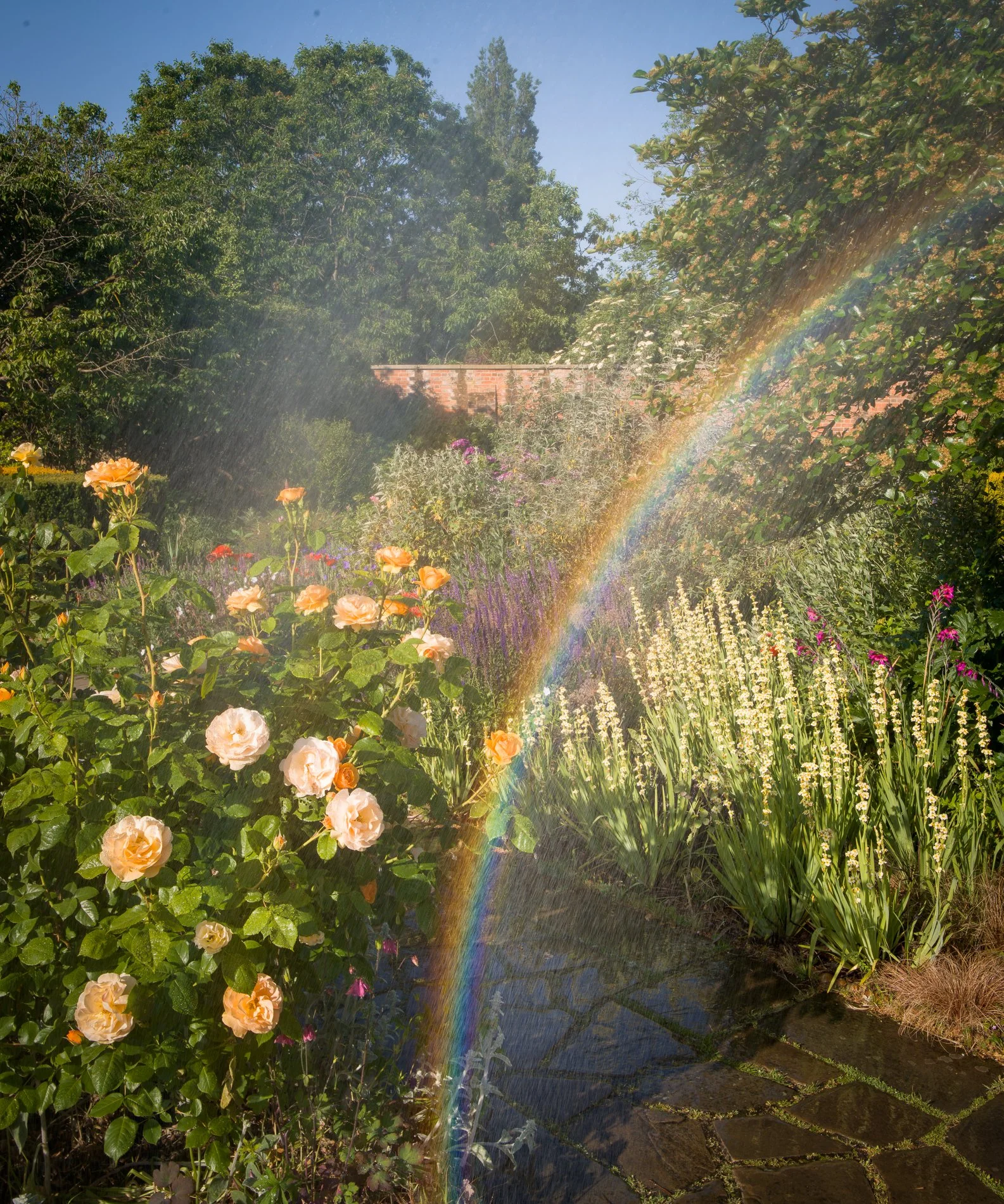 A Rose Garden: A Rose over the Rainbow. Brockwell Park, May 2026. Richmond Park Field Camera