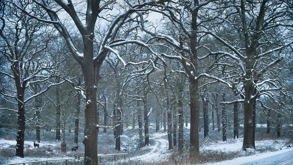 Dark Hill, Winter. 2018