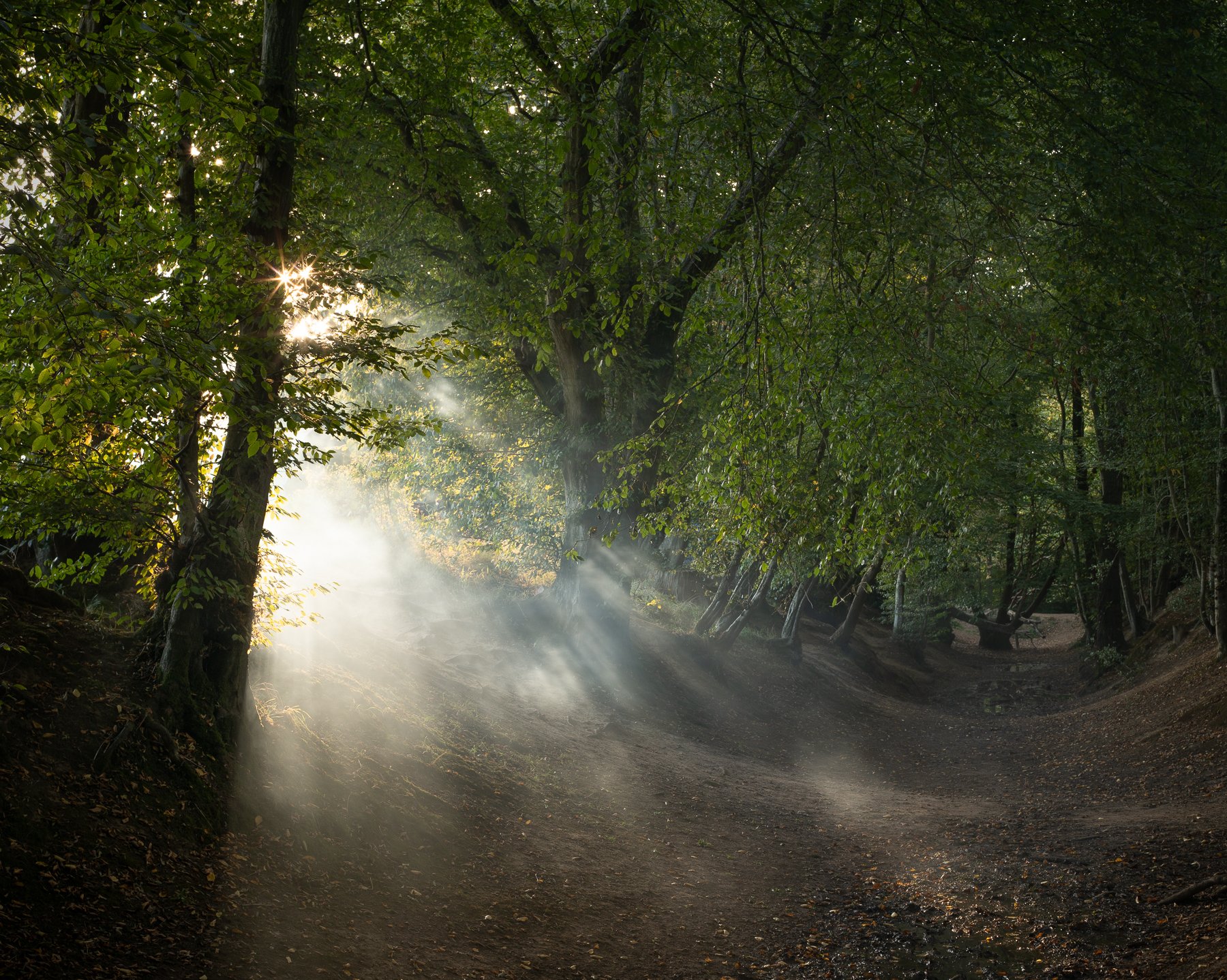 Evening Wood Smoke, August 2023. Rush Richmond Park Field Camera