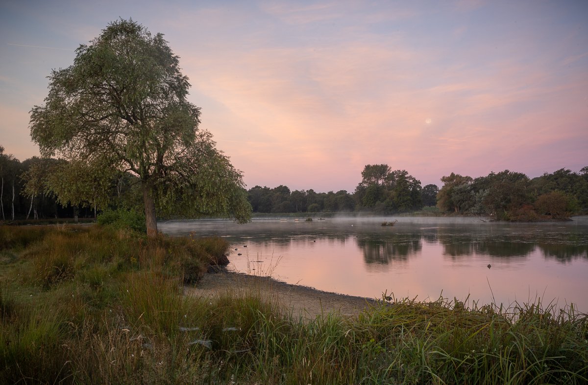 Moonset at Dawn, Pen Ponds.JPG