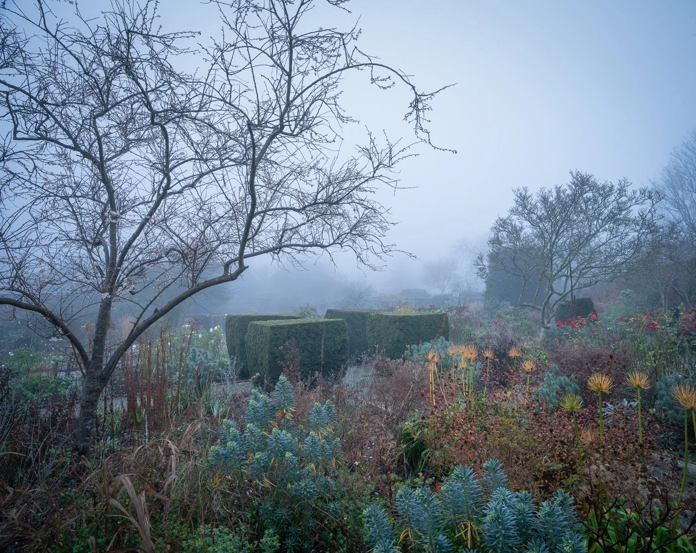 Arching Cherry and Winter Fog. Rush Oak Field Camera. 2021