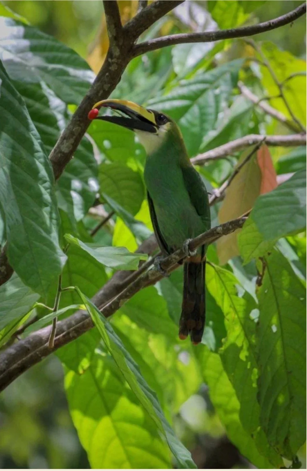 emerald toucan.jpg