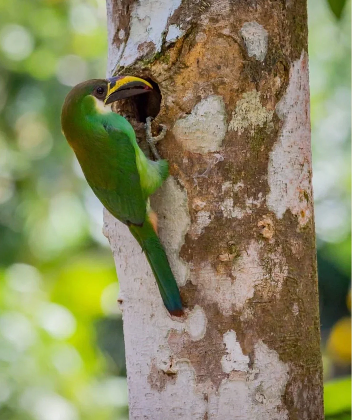 toucan2.jpg