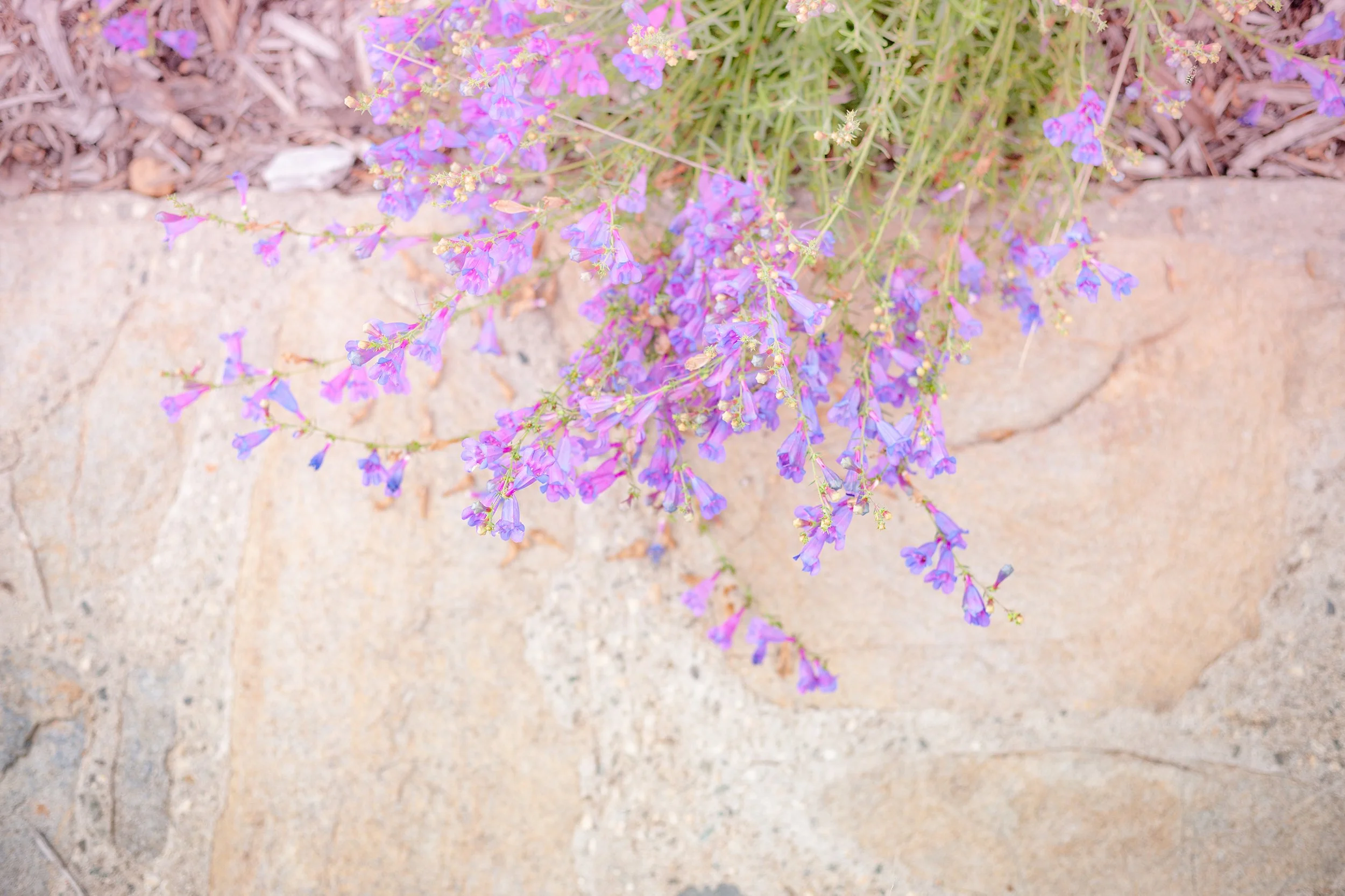 609_Mendocino_0013.jpg