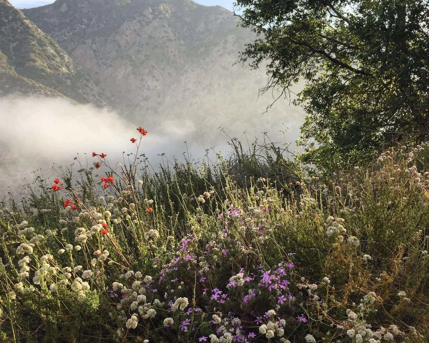 Replanting After the Fires: A Guide for Altadena and Palisades Homeowners