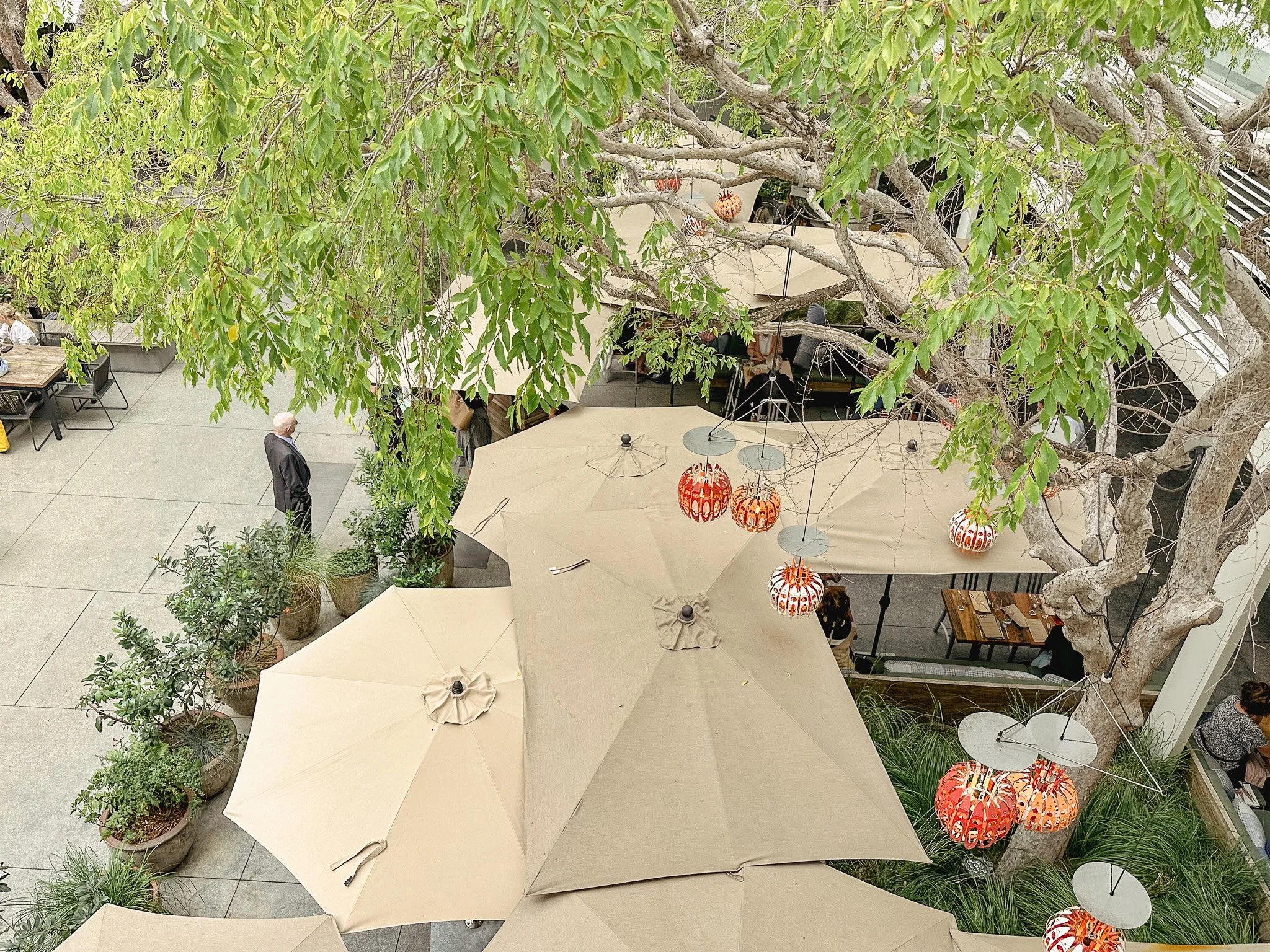 Aerial view of Lulu restaurant courtyard with native planting, market umbrellas, and hanging lanterns at the Hammer Museum, Westwood