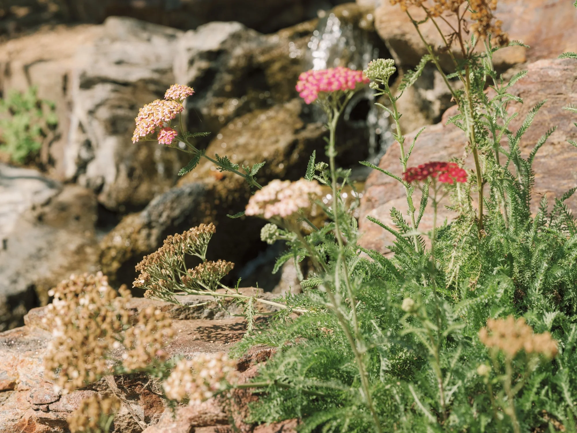 Close-up of yarrow and native wildflowers blooming among boulders beside a small waterfall feature in a Los Feliz ecological garden