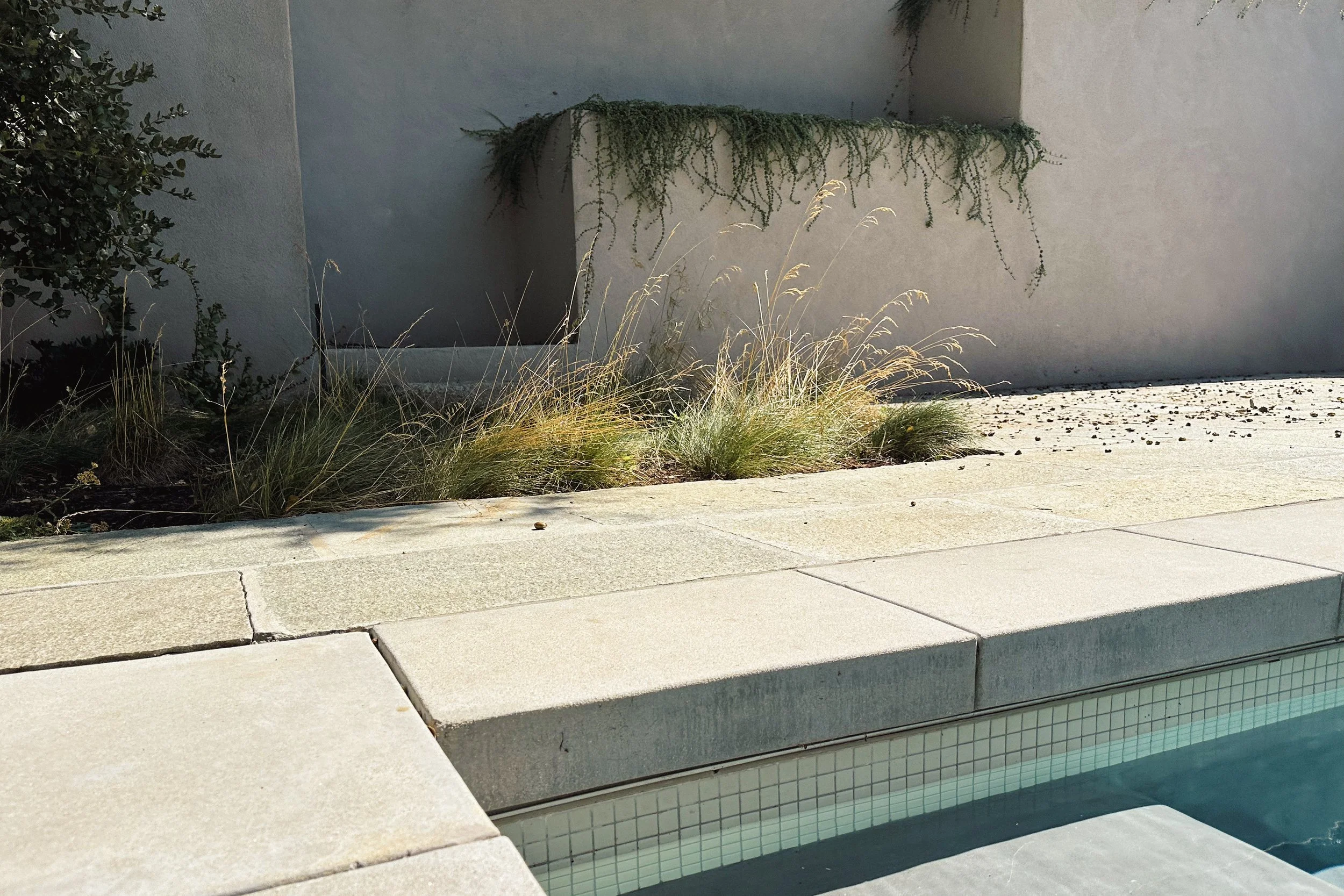 hazen pool grasses.jpg