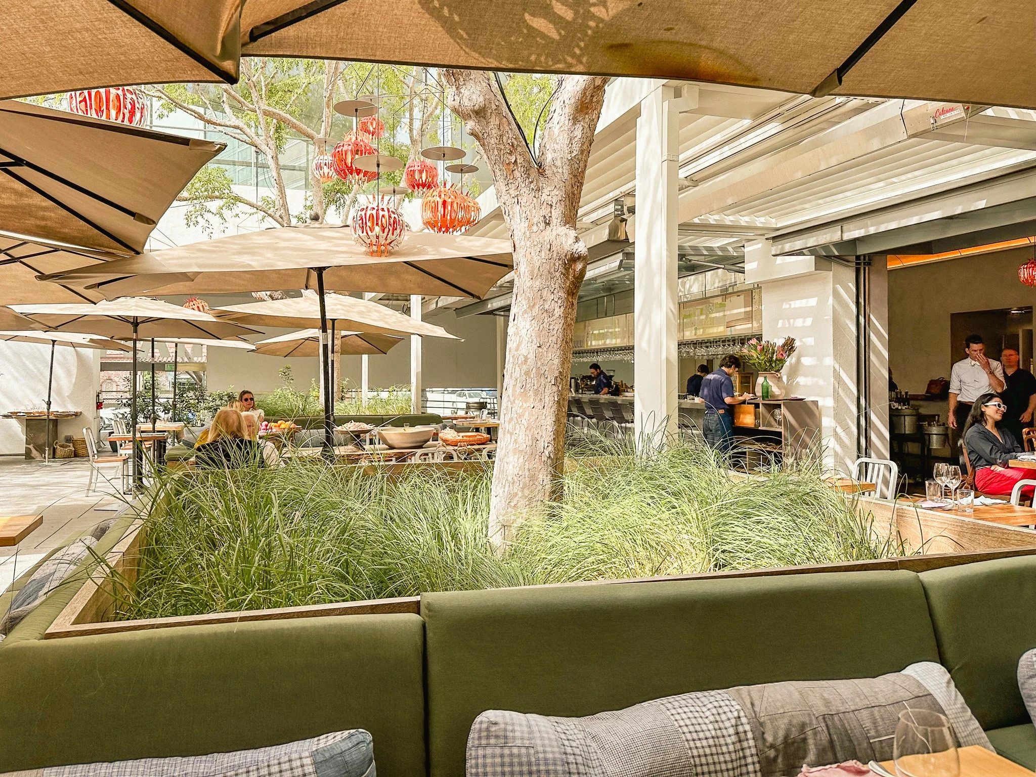 View from Lulu dining room through native grass planting bed and tree canopy at the Hammer Museum courtyard, Westwood