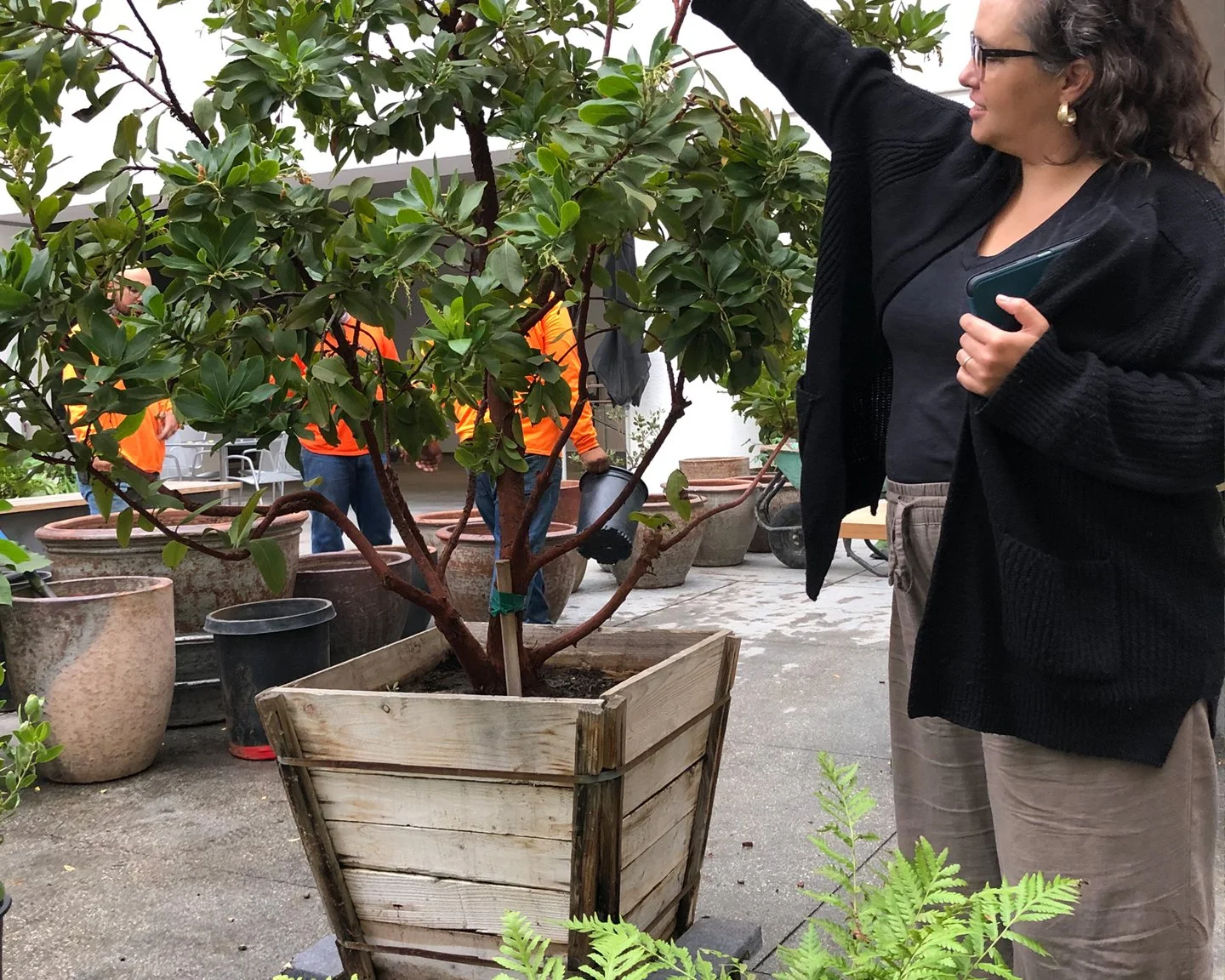 CRAFT team directing tree placement during Lulu restaurant installation at the Hammer Museum, Westwood