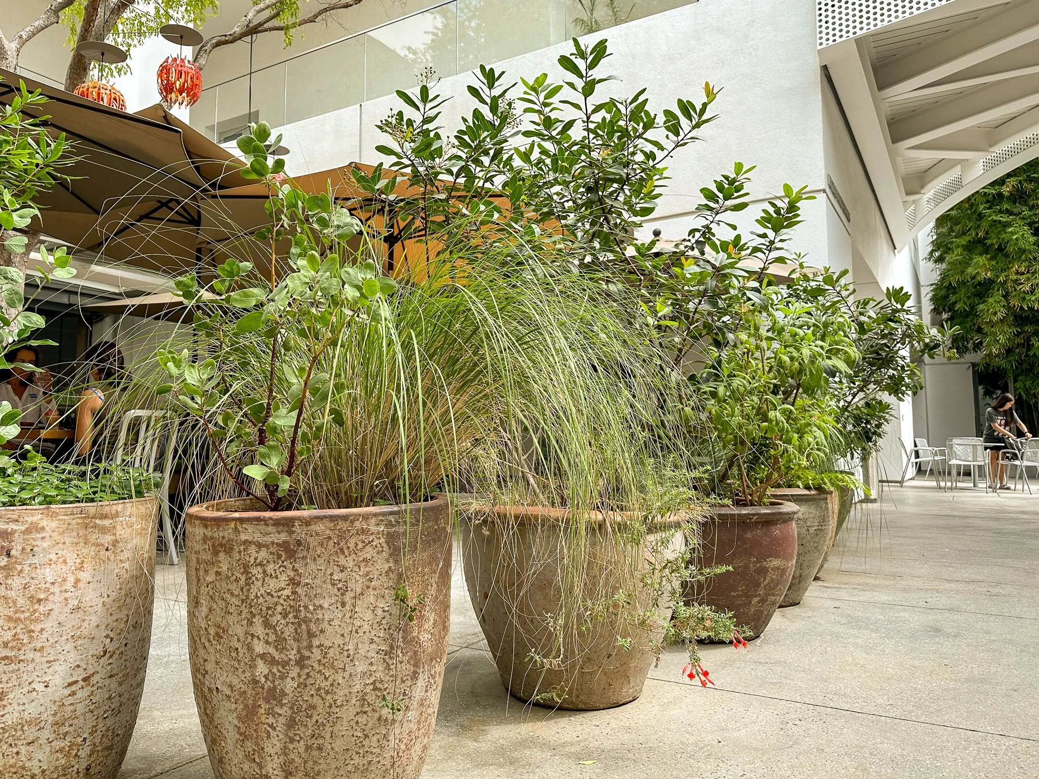 Terracotta containers with native grasses and flowering Epilobium at Lulu restaurant, Hammer Museum, Los Angeles