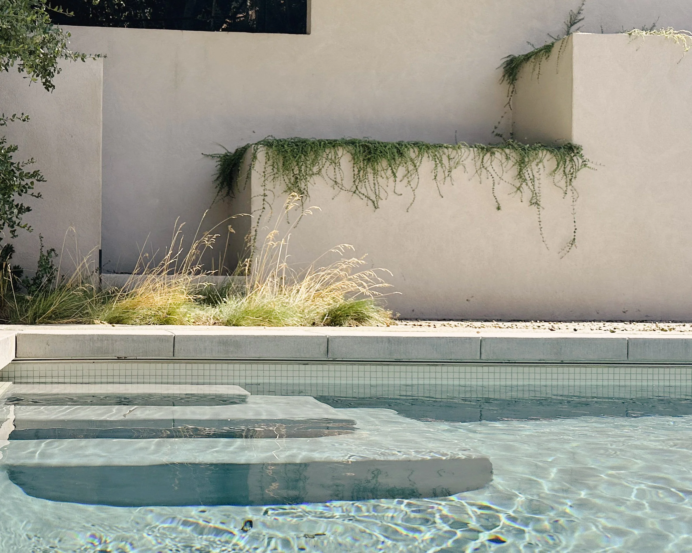 California coast live oak, yerba buena and native grasses flank a pool - Hazen by CRAFT Landscape Architecture in Beverly Hills, CA