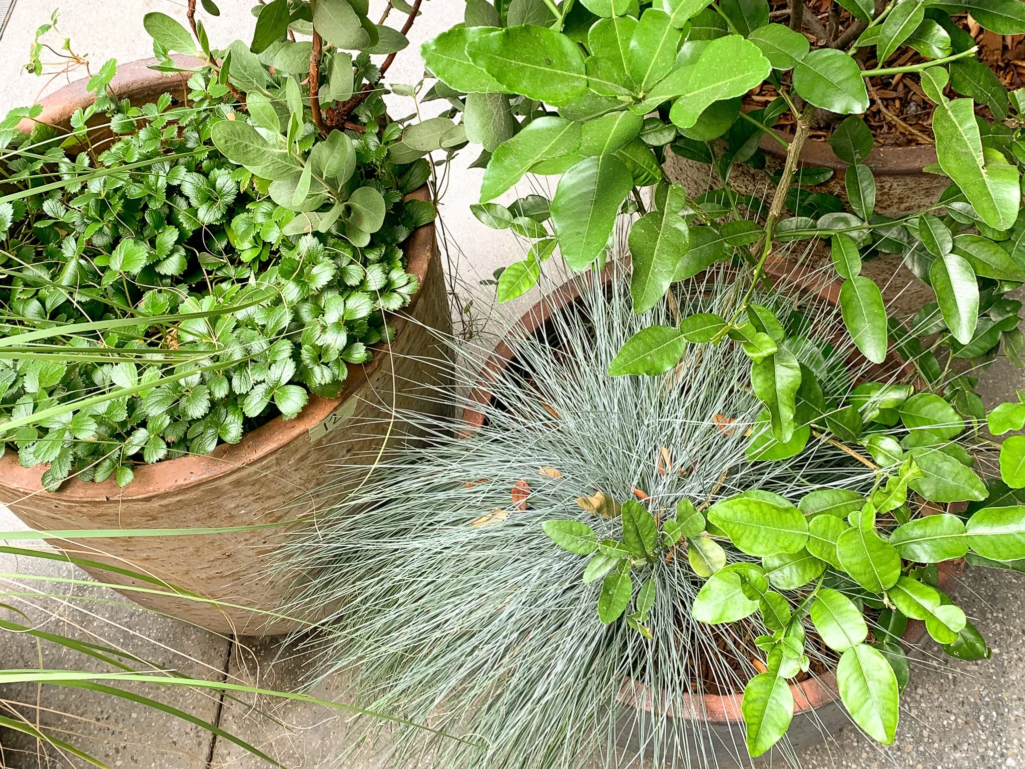 Blue fescue and native groundcover container planting detail at Lulu restaurant, Hammer Museum, designed by CRAFT Landscape Architecture