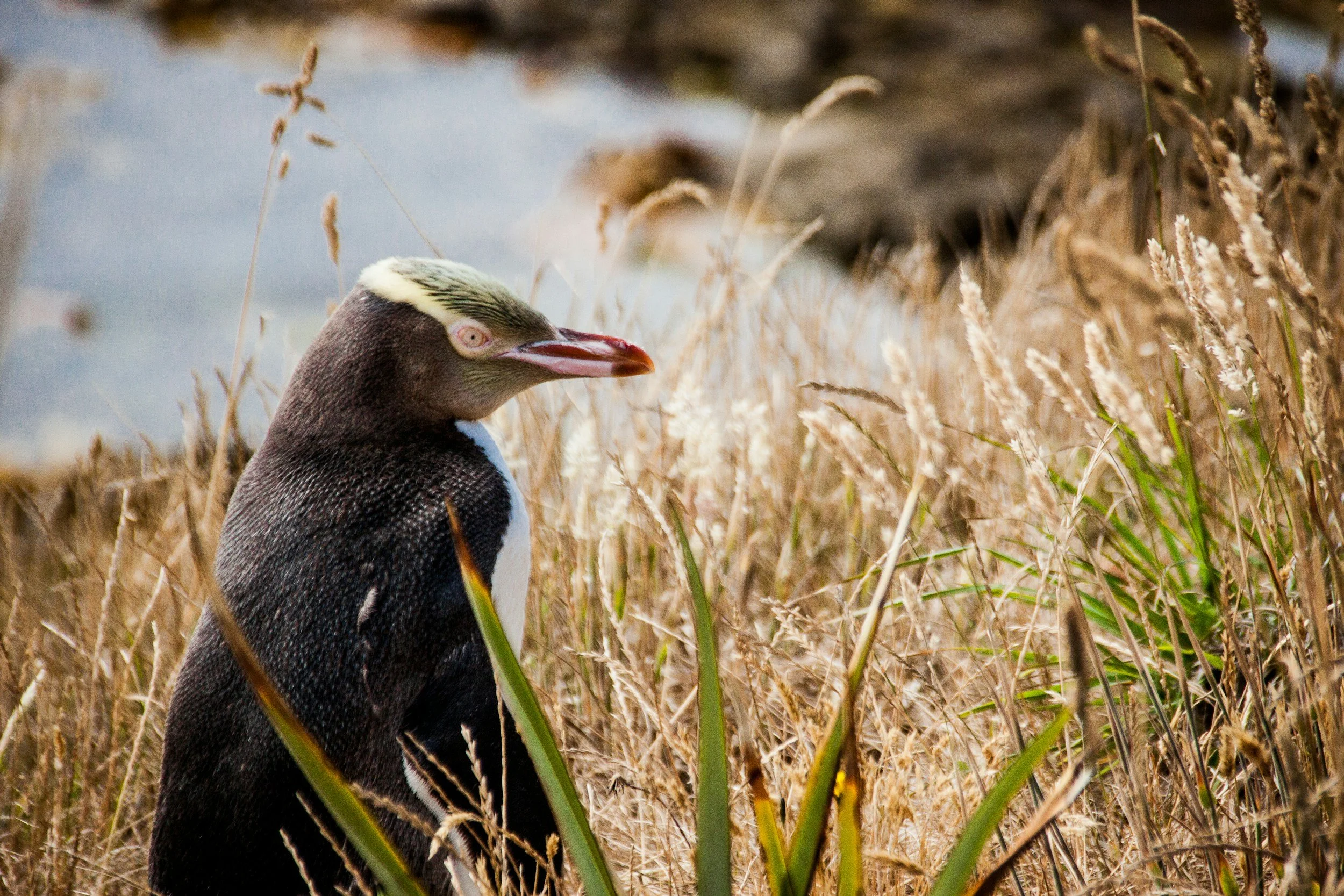nature - yellow eyed penguin