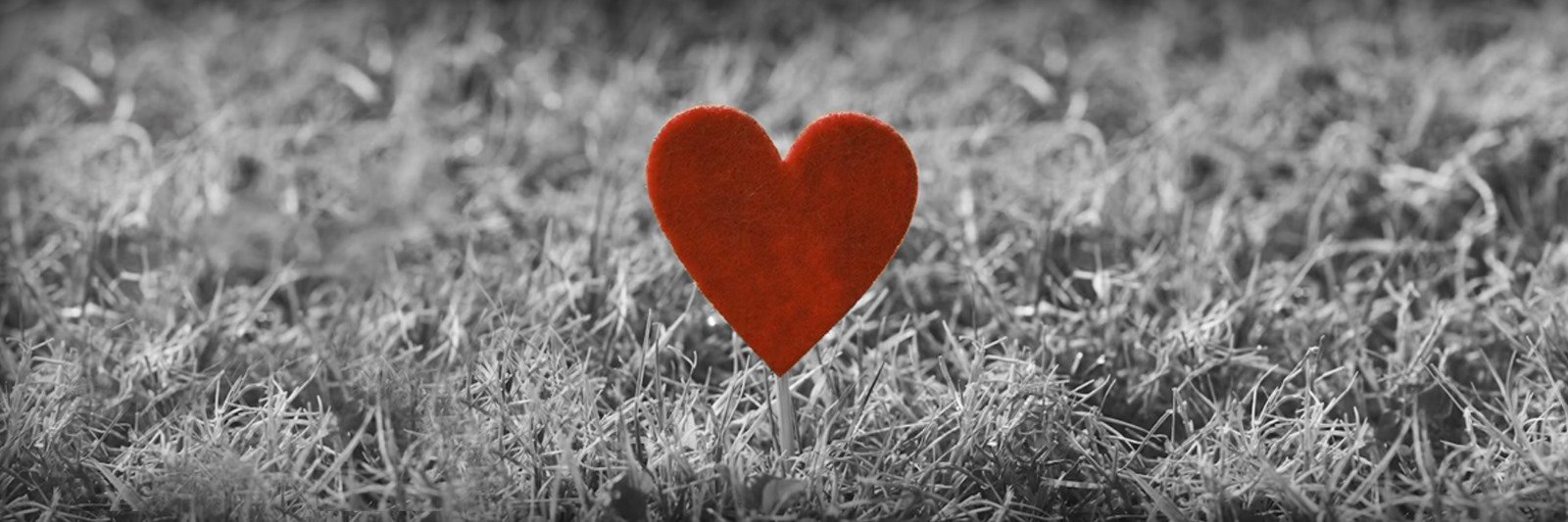 Red felt heart on a stick in grayscale grass.