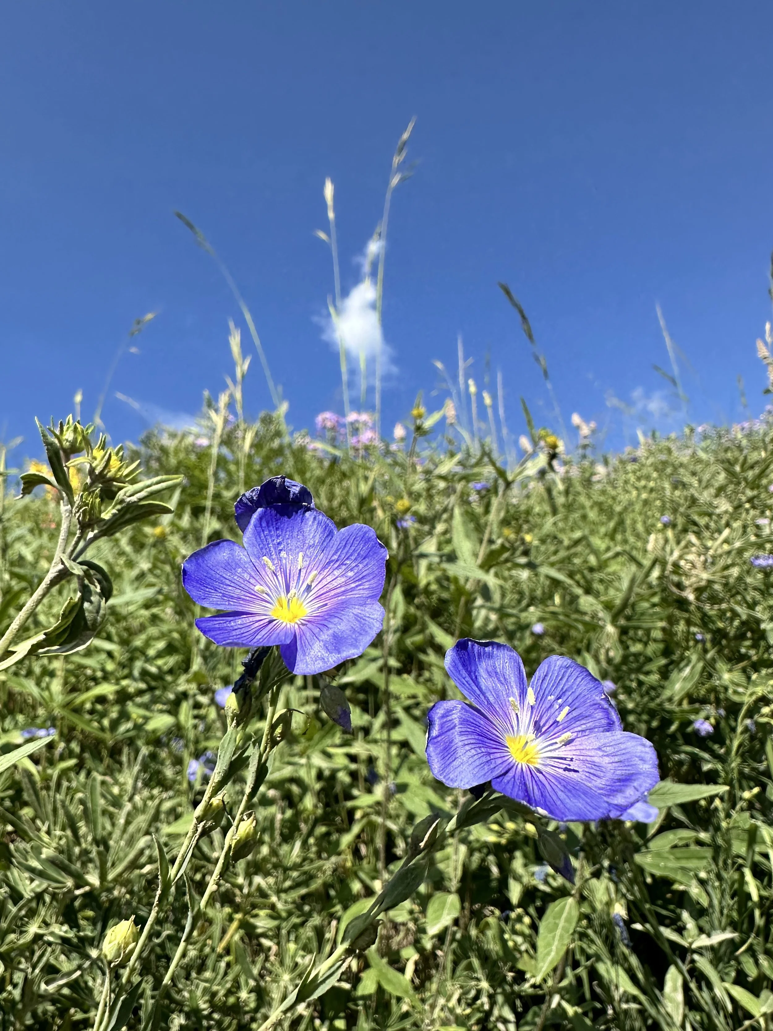 IMG_9371.jpeg