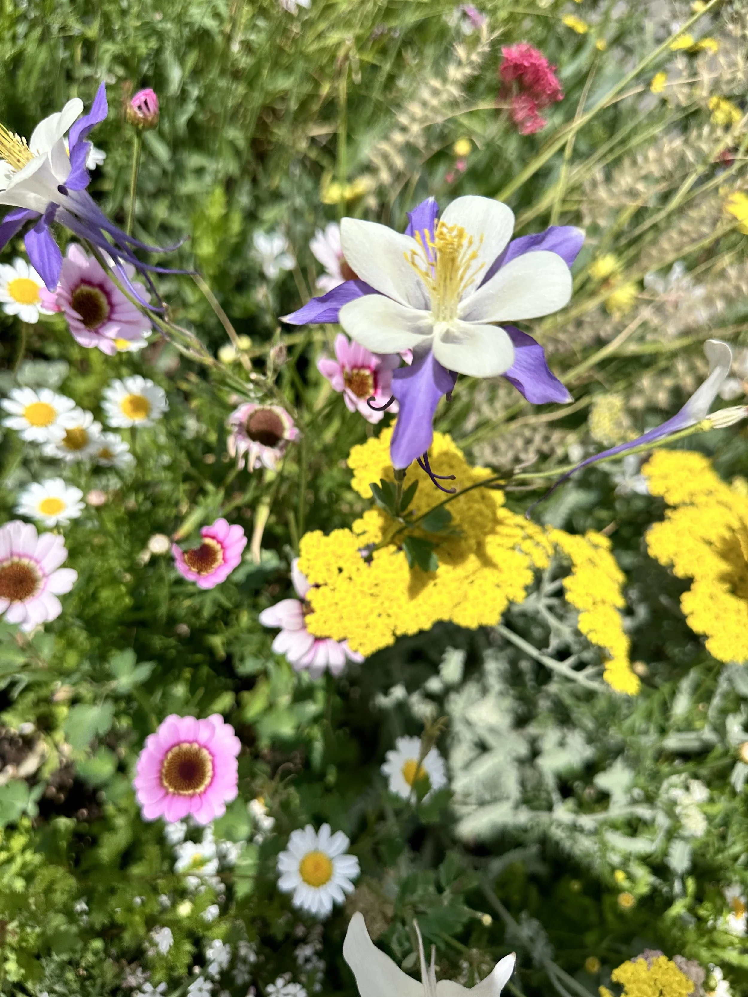 IMG_9326.jpeg
