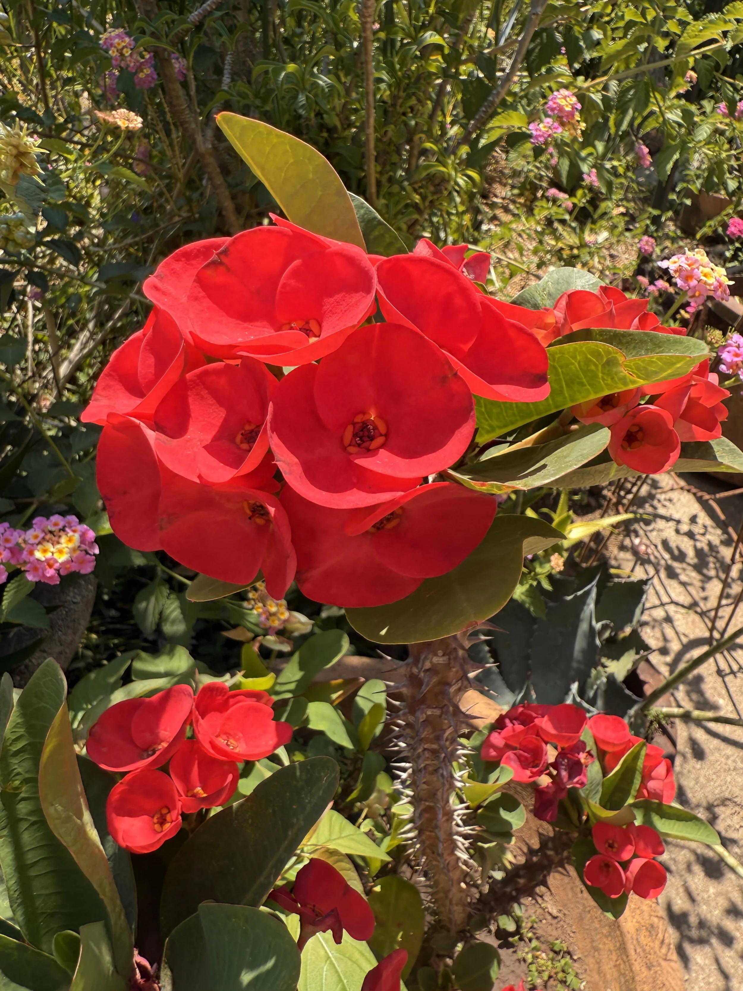 IMG_4376.jpeg