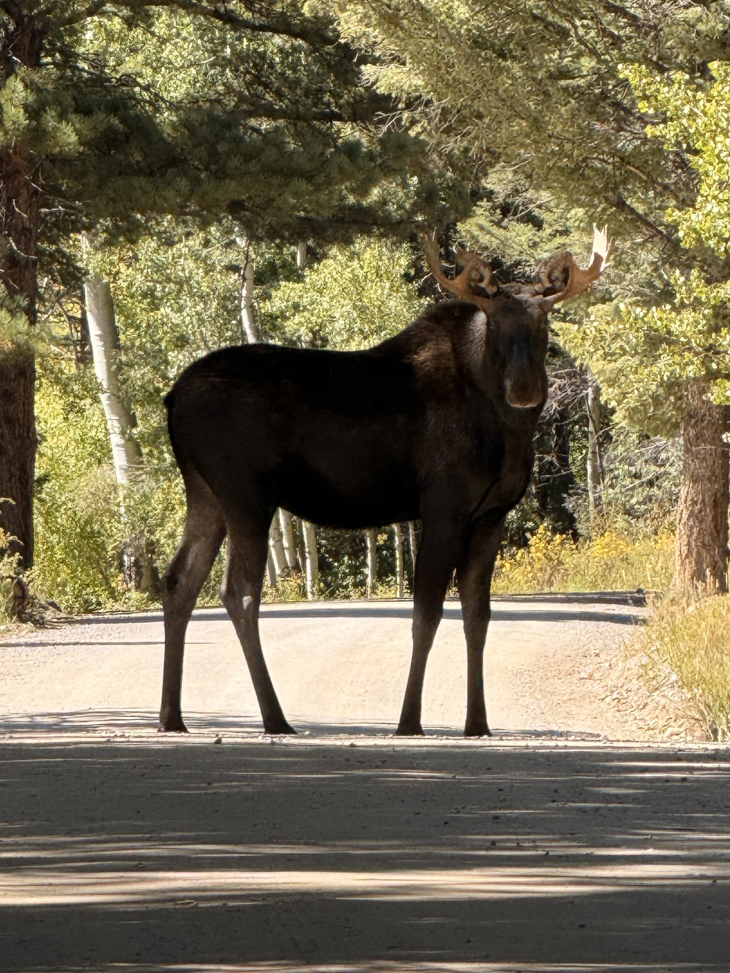 Tikkun Olam and Caring for Creation