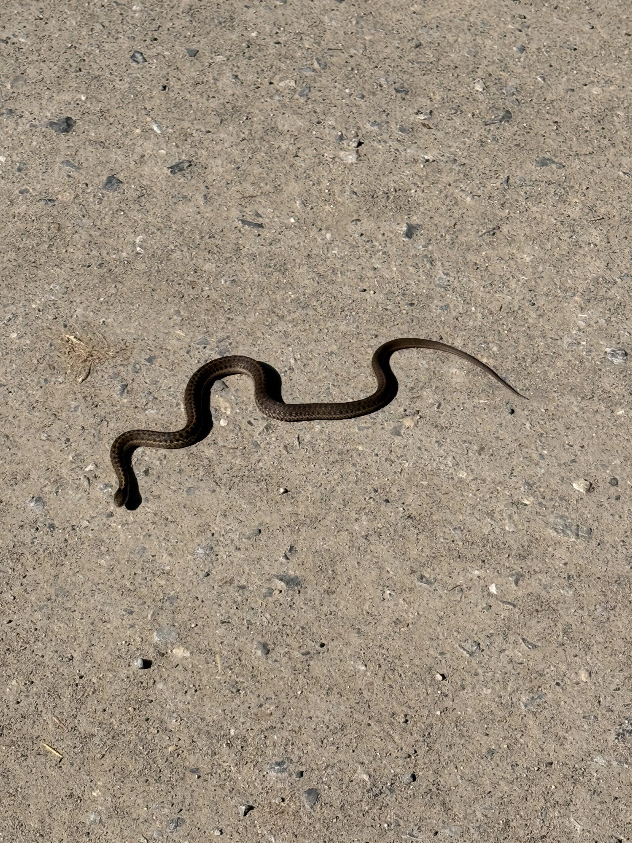 **Trigger Warning 🐍 Snakes**