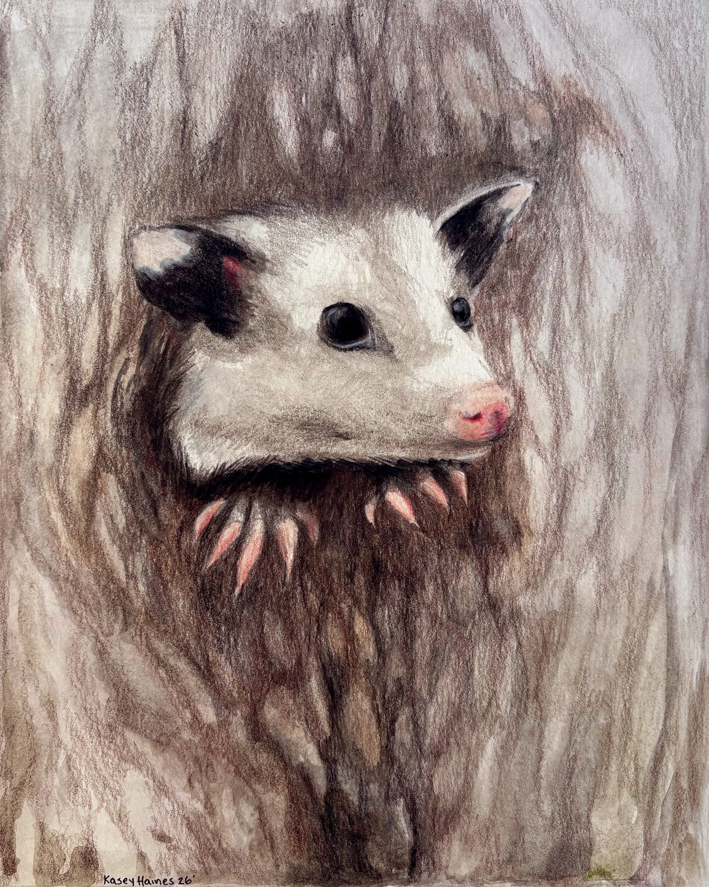Opossum Print - AARK Wildlife Rehabilitation and Education Donation
