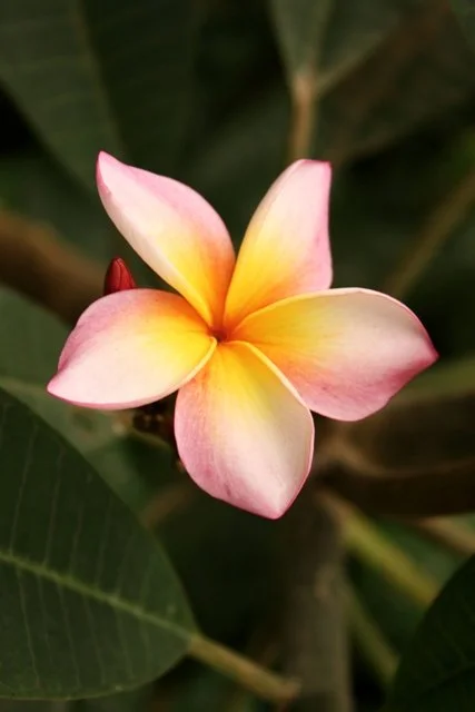 Flor de color rosa y amarillo con cinco pétalos, en medio de hojas verdes.