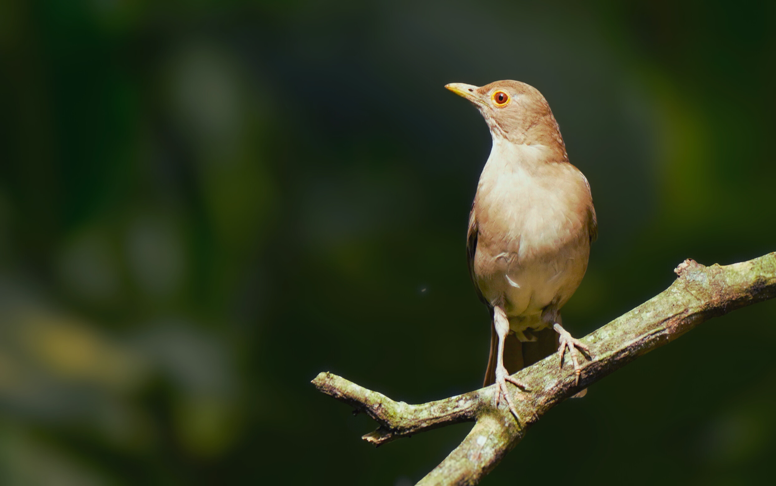 ecuadorian thrush