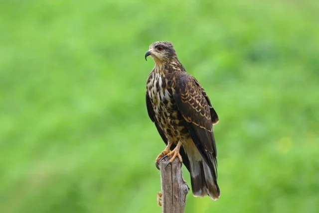 Un halcón posado sobre un poste de madera con fondo verde difuso.