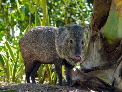Un cerdo de tierra en un entorno selvático junto a una planta grande.