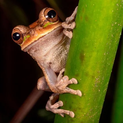 Rana subiendo por una caña verde.