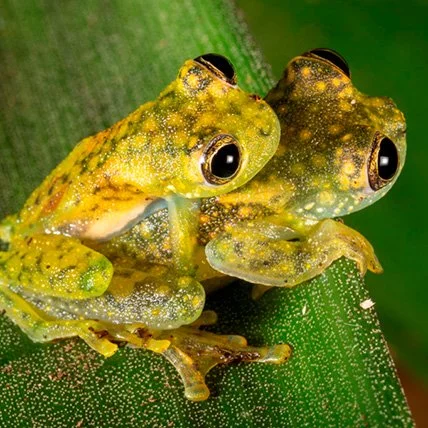 Dos ranas verdes en una hoja verde, con manchas amarillas y negras, ojos grandes y redondos.