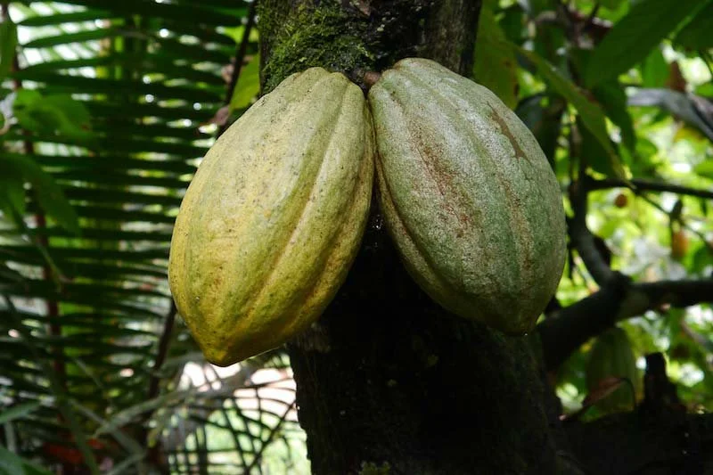 autre-activite-cacao.jpg