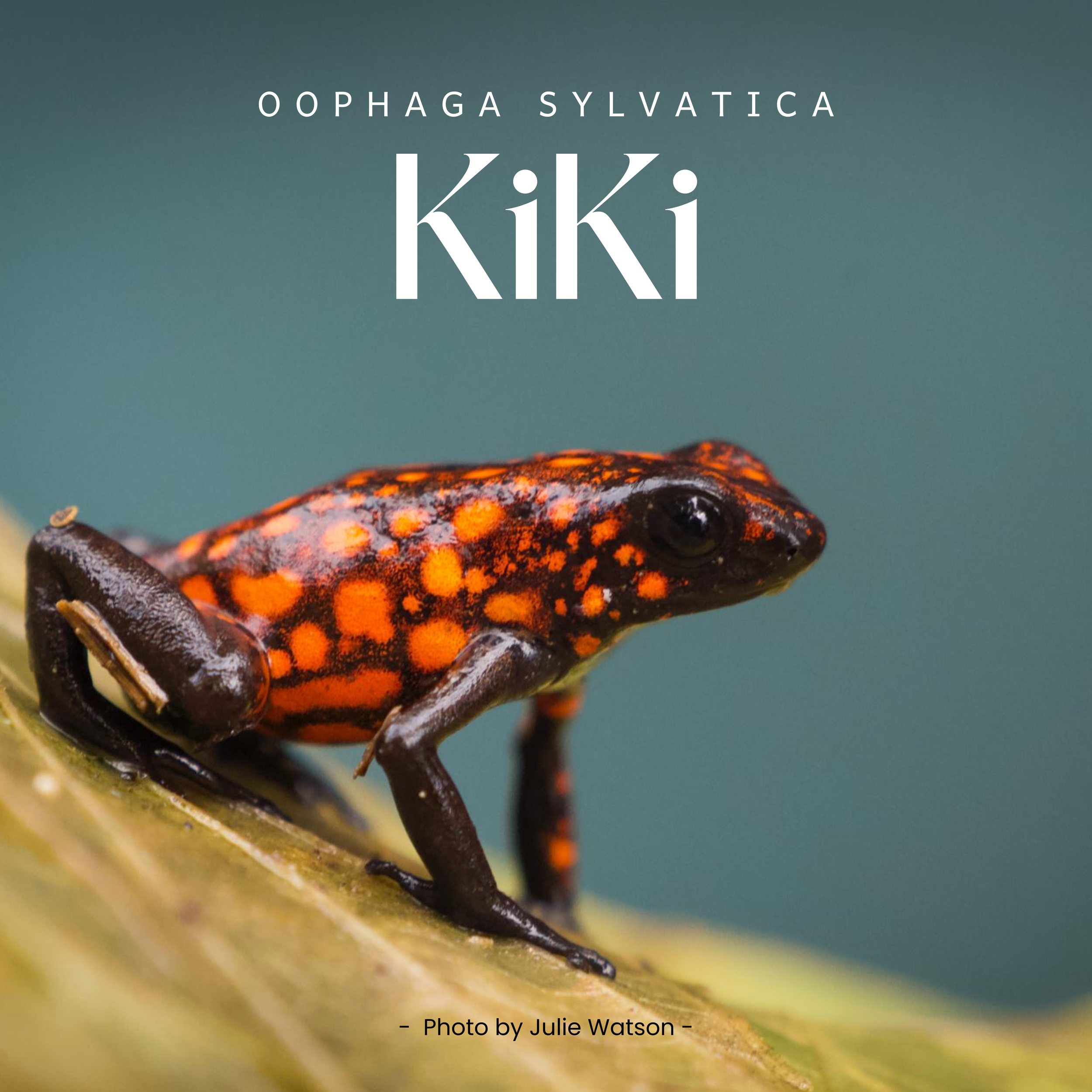 Oophaga sylvatica, also known as the "little devil poison frog" or "Kiki