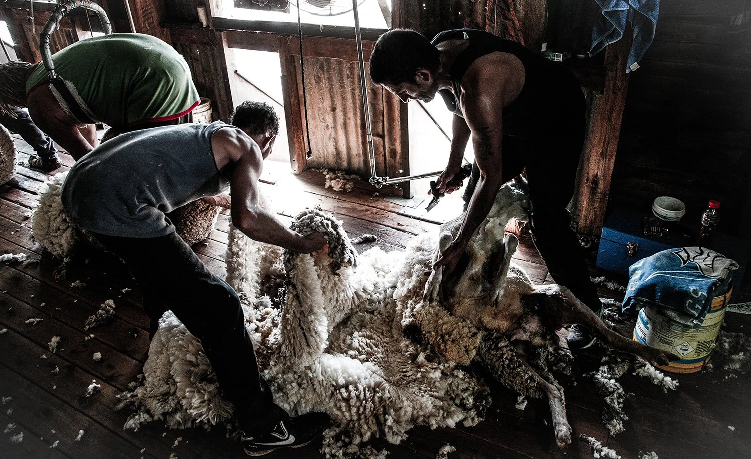 _02C2063_Shearing Jordans shed_W1500px_1.4MB.jpg