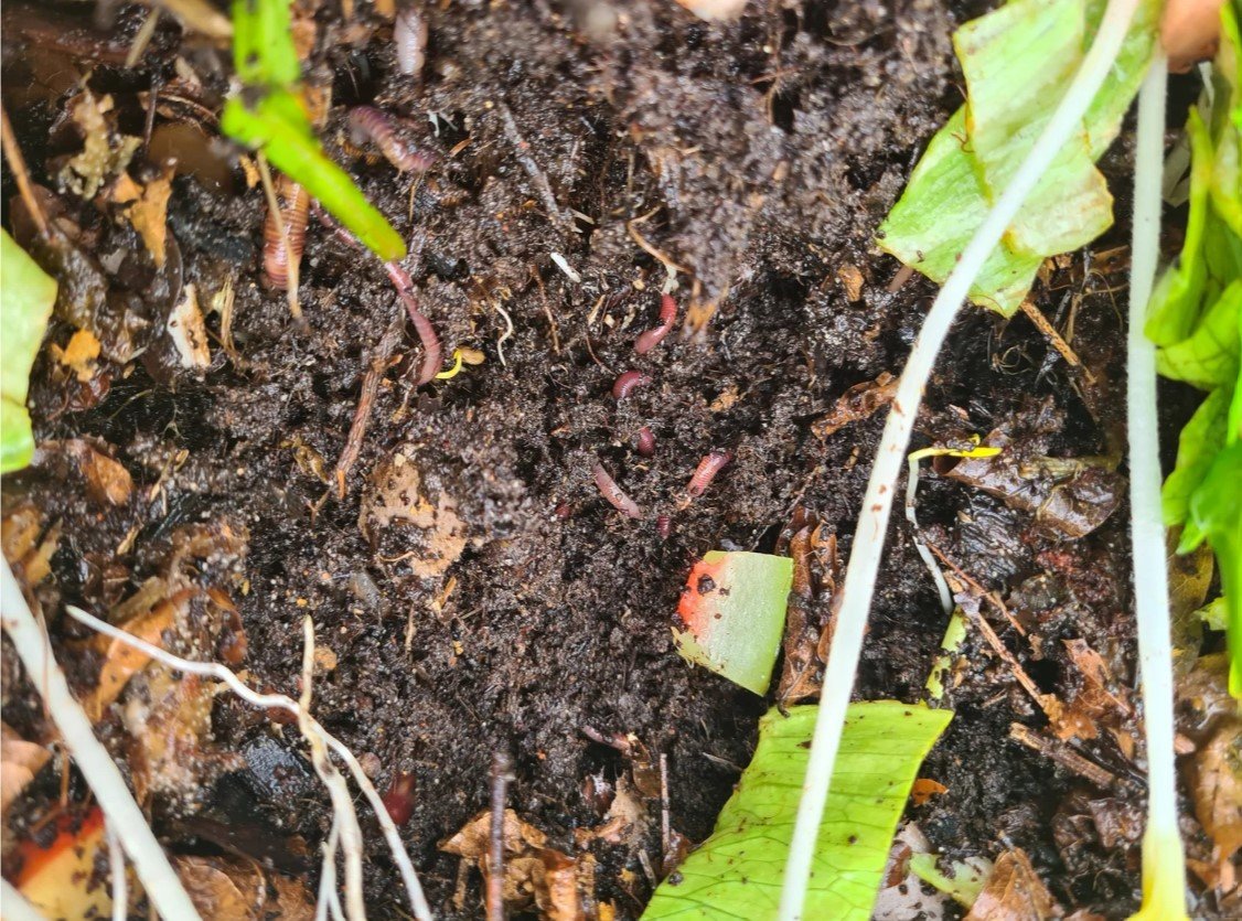 Waste Reduction - Composting